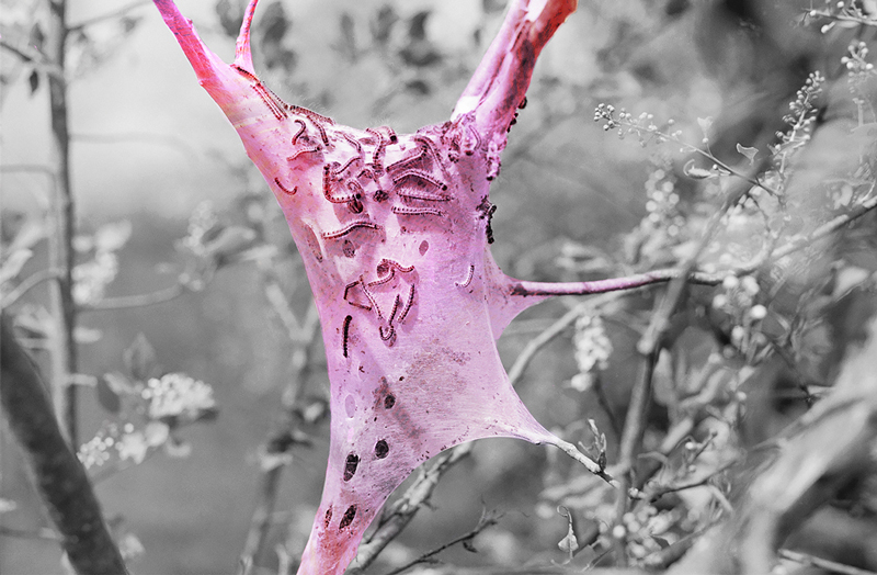 A`RNO piece titled "Spring Fever" from Sunny Days (Photopoetry Book), pink cobwebs with caterpillars on top